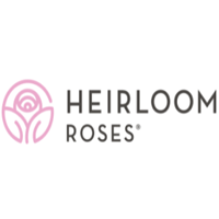 Heirloom Roses